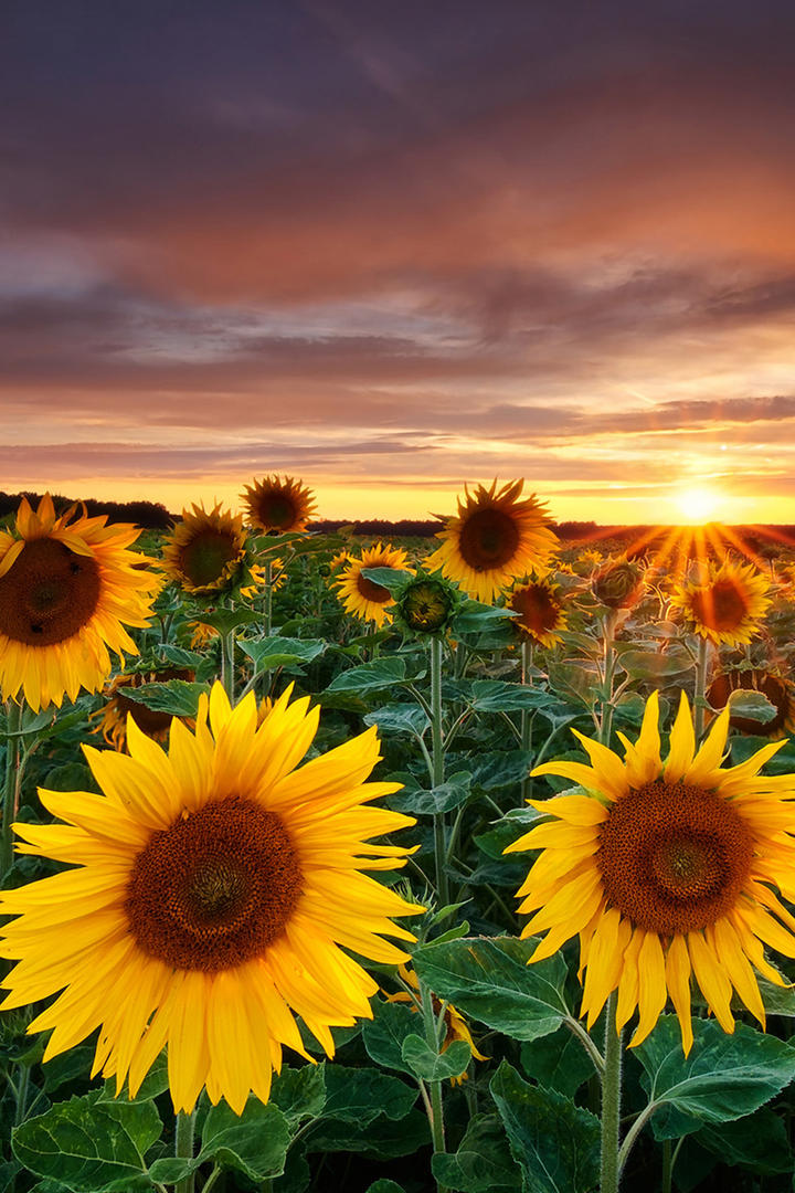 51岁董卿近况曝光 素颜与粉丝合影